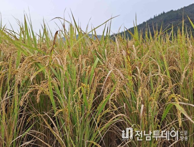 “벼 깨씨무늬병 예방 위해 토양관리 철저” 당부