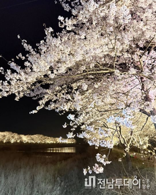 장흥 용산면 남상천 벚꽃문화제