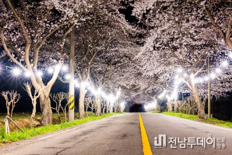 진도 운림산방, 야간 벚꽃 터널로 ‘낭만 더한다’