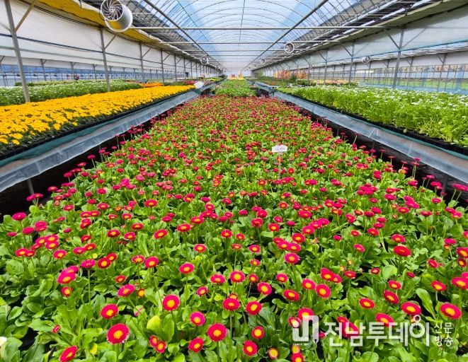 순천시, 도심 곳곳 봄꽃 물결