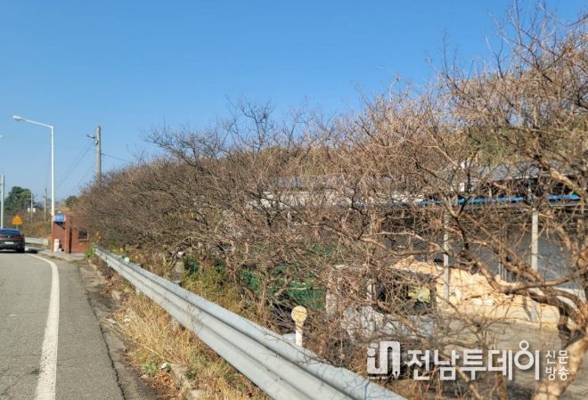 순천시, 배롱나무 전정으로 명품 가로수길 조성