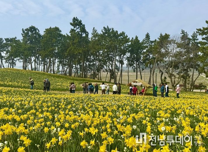 2026 섬 수선화 축제장 전경