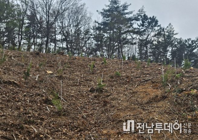 소나무재선충병 피해지 ‘수종 전환’ 확대 추진