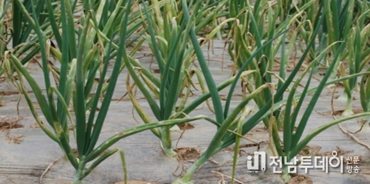 영광군, 양파 노균병 확산 예방 총력 대응