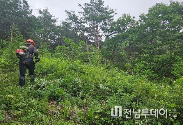 산림가치 증진 위한 어린나무가꾸기 사업’